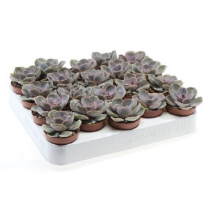 Эхеверия Perle Von Nurnberg 8 см.